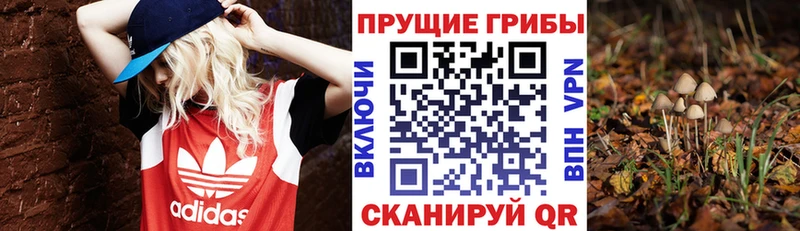 Галлюциногенные грибы GOLDEN TEACHER  kraken зеркало  Орлов 